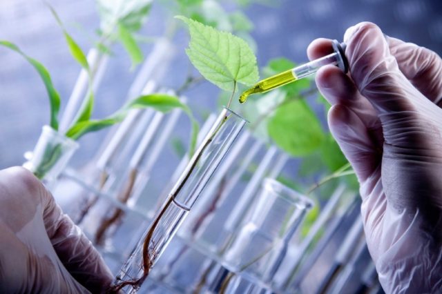 Bioteknologi Pertanian
